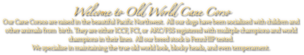 cane corso old world